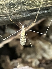 Tipulomorpha