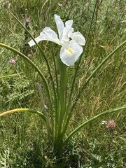 Iris latifolia