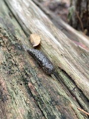 Philomycus carolinianus