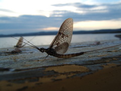 Ephemera vulgata