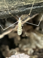 Tipulomorpha