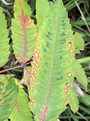 Stigmella intermedia