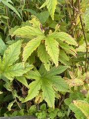 Filipendula rubra