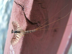 Ephemera vulgata