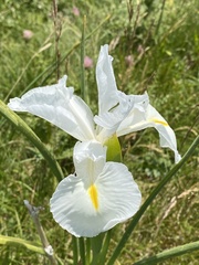 Iris latifolia