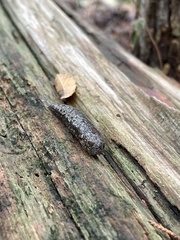 Philomycus carolinianus