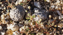 Hypertelis umbellata