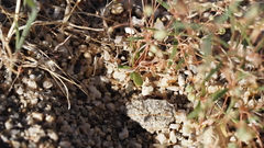 Hypertelis umbellata