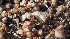 Hypertelis umbellata