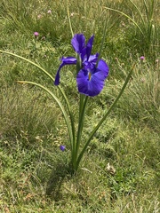 Iris latifolia