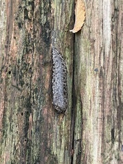 Philomycus carolinianus