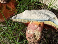 Rubroboletus legaliae