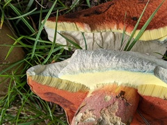 Rubroboletus legaliae