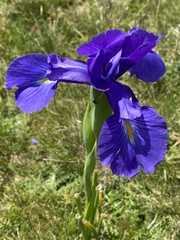 Iris latifolia