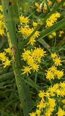 Euthamia caroliniana