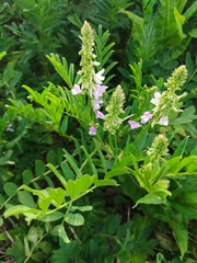 Galega officinalis