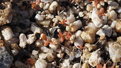 Hypertelis umbellata