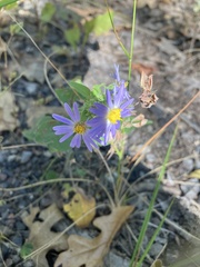 Symphyotrichum anomalum