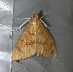Protonoceras mitis