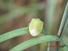 Chinavia pensylvanica