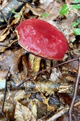 Exsudoporus