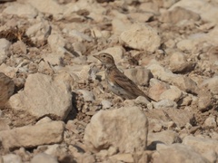 Calandrella brachydactyla