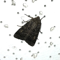 Apamea devastator