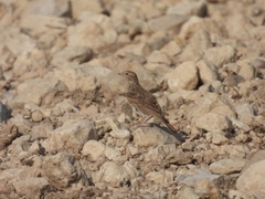 Calandrella brachydactyla