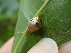 Macrodiplosis majalis