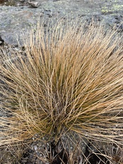 Trichophorum cespitosum