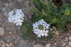 Glandularia pumila