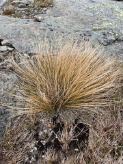 Trichophorum cespitosum