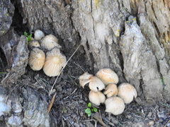Micacei