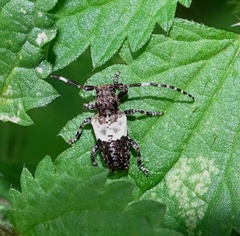 Pogonocherus hispidulus