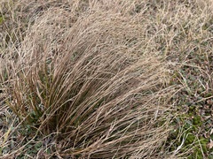 Oreojuncus trifidus