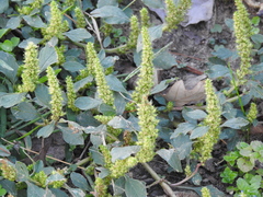 Amaranthus retroflexus