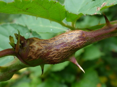 Neolasioptera nodulosa