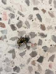 Zygogramma signatipennis