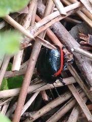 Chrysolina rossia