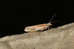 Ypsolopha parenthesella