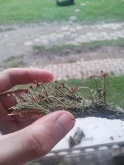 Cladonia didyma