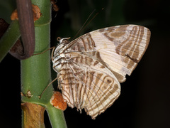 Colobura dirce