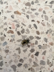 Zygogramma signatipennis