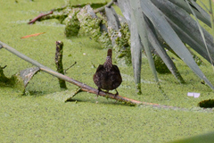 Troglodytes hiemalis