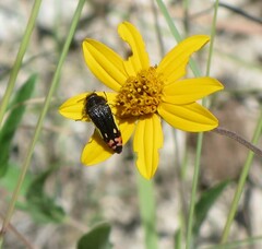 Acmaeodera flavomarginata