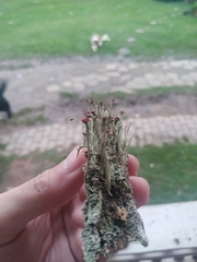Cladonia didyma