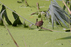 Troglodytes hiemalis