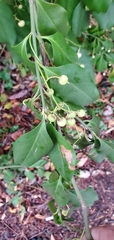 Euonymus japonicus