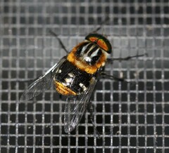 Scaptia auriflua
