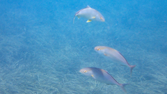 Seriola dumerili